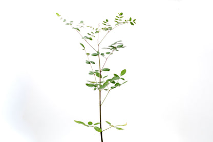 Moringa oleifera caudex