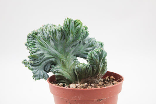 Myrtillocactus Geometrizans cristaat