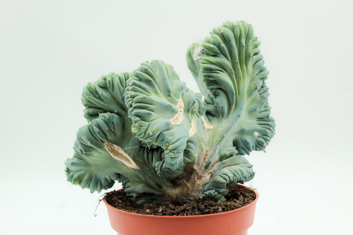 Myrtillocactus Geometrizans cristaat