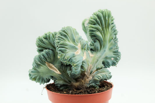 Myrtillocactus Geometrizans cristaat