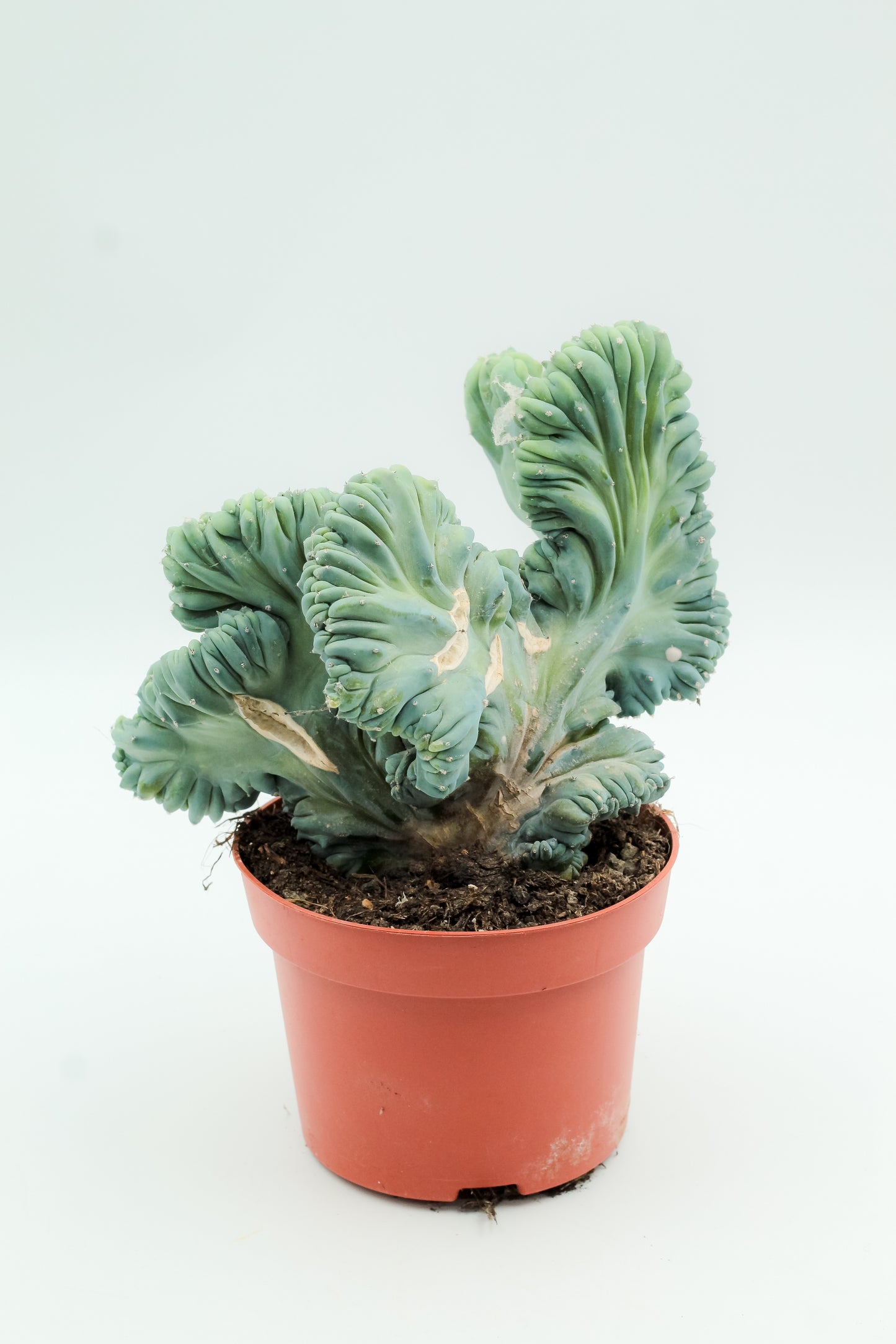 Myrtillocactus Geometrizans cristaat