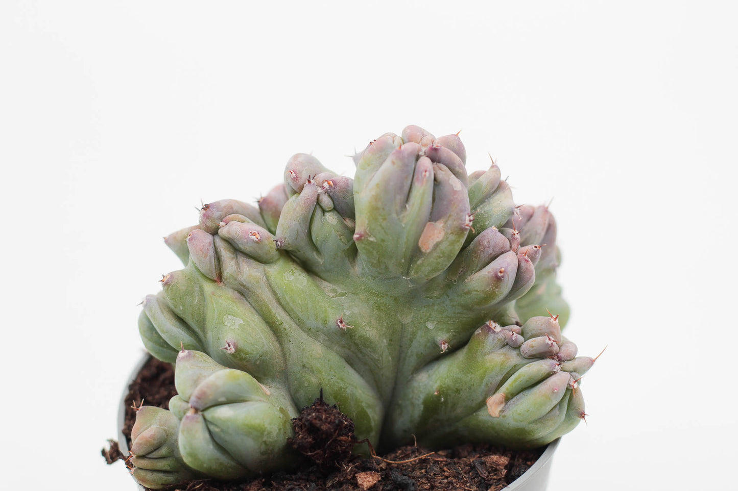 Myrtillocactus Geometrizans cristaat