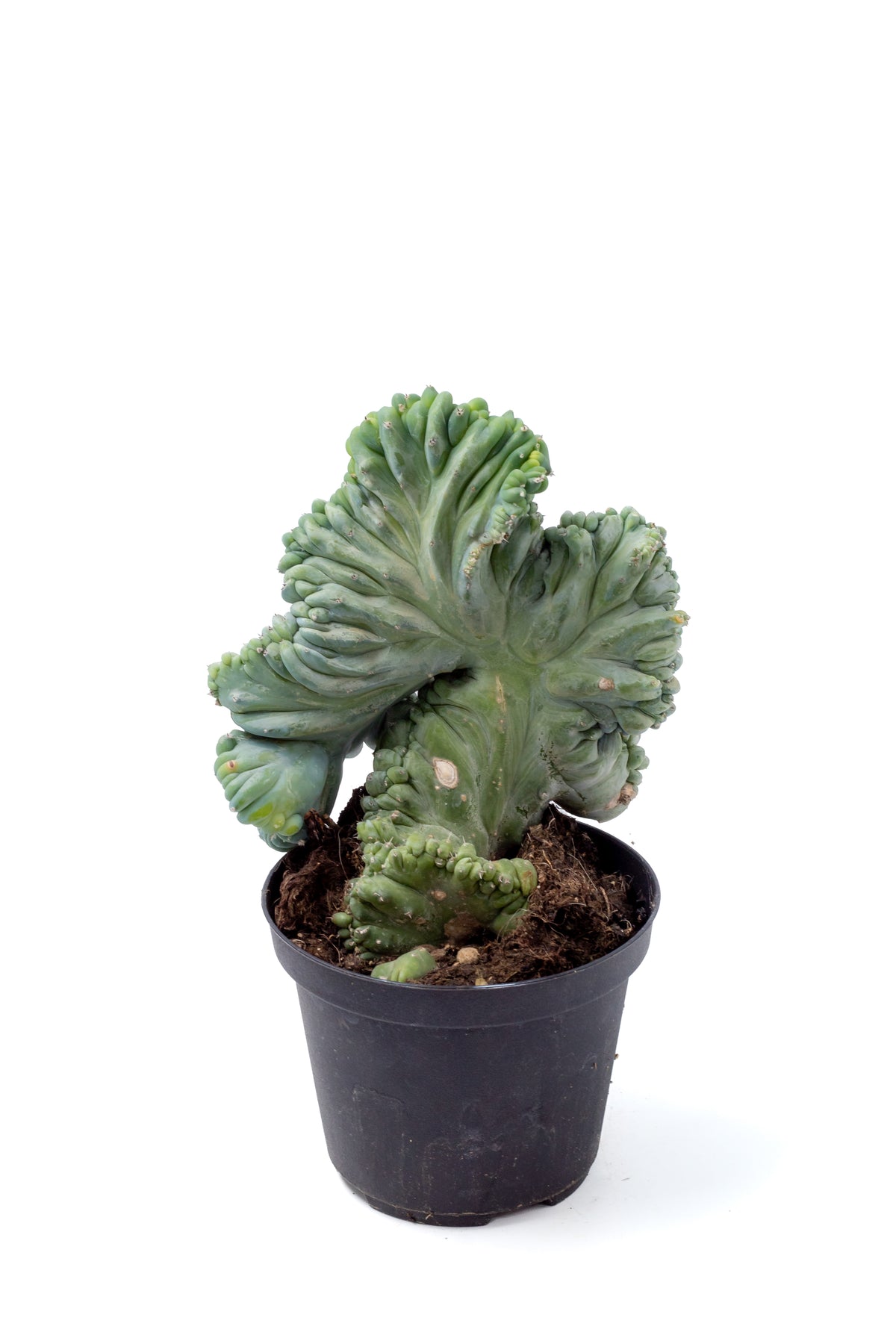 Myrtillocactus geometrizans cristata