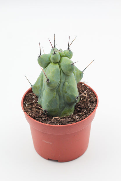 Myrtillocactus geometrizans fukurokuryuzinboku "boobie cactus"