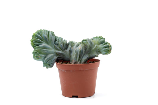 Myrtillocactus geometrizans cristaat