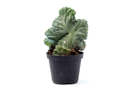 Myrtillocactus geometrizans cristaat