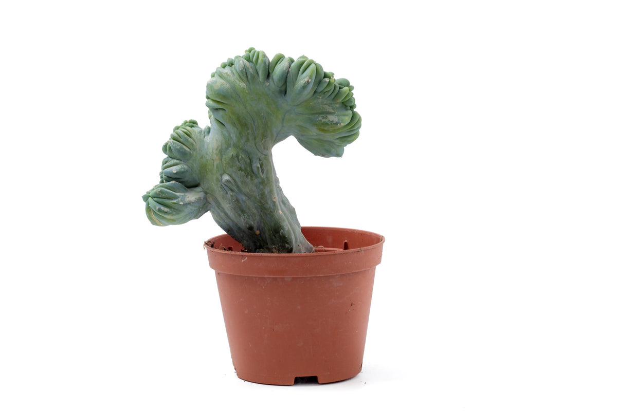Myrtillocactus geometrizans cristata