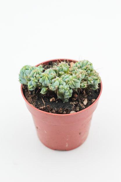 Myrtillocactus geometrizans cv. Strict cristate