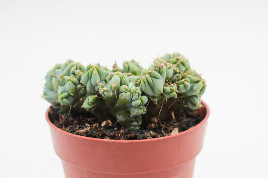 Myrtillocactus geometrizans cv. Strict cristate
