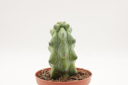 Myrtillocactus geometrizans fukurokuryuzinboku "boobie cactus"