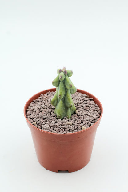 Myrtillocactus geometrizans fukurokuryuzinboku "boobie cactus"