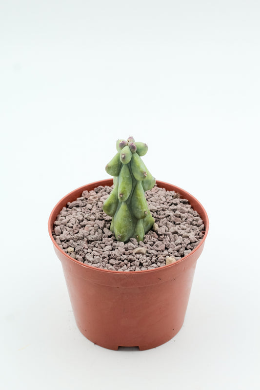Myrtillocactus geometrizans fukurokuryuzinboku "boobie cactus"