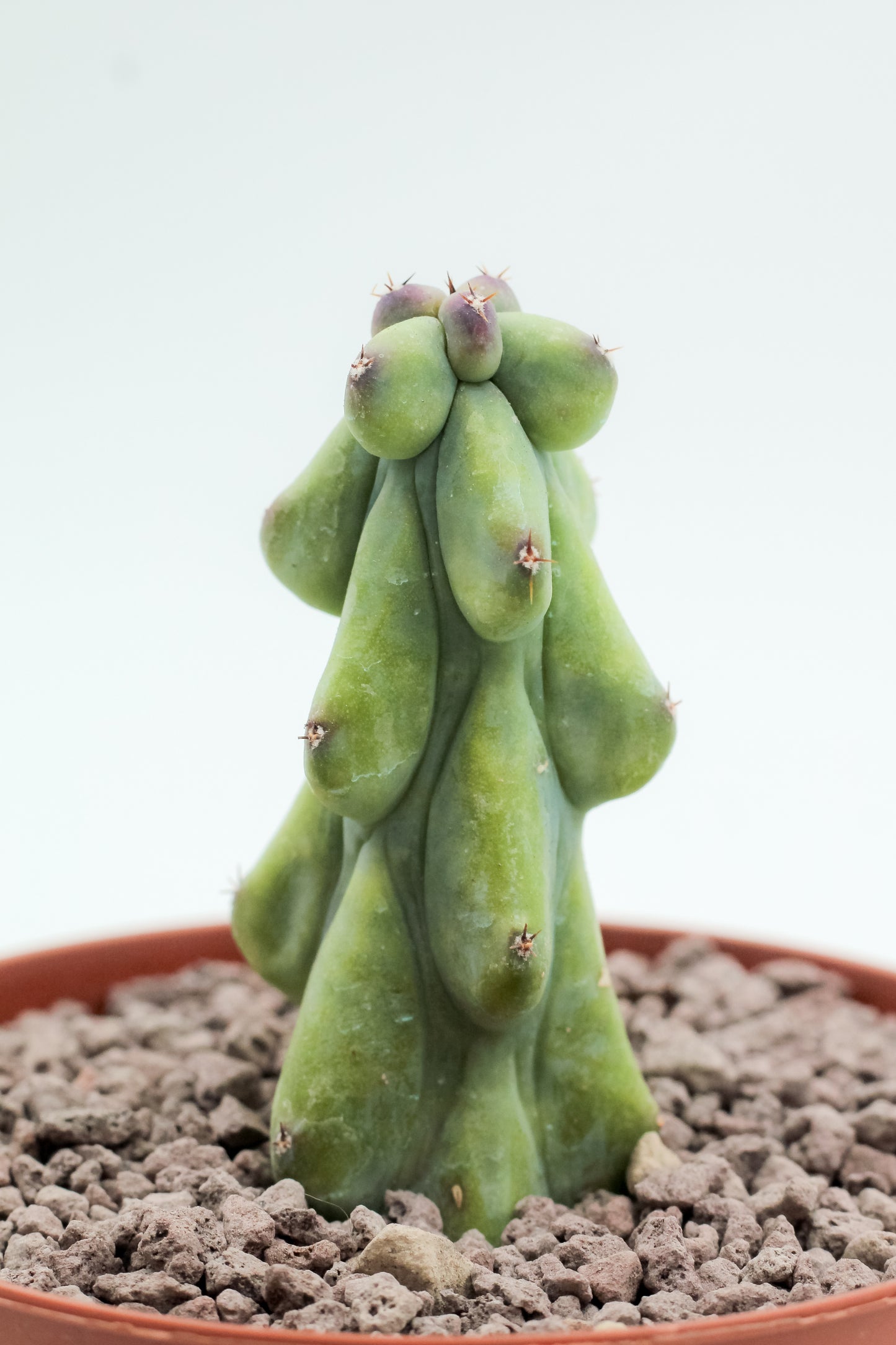Myrtillocactus geometrizans fukurokuryuzinboku "boobie cactus"
