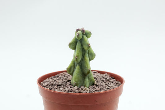 Myrtillocactus geometrizans fukurokuryuzinboku "boobie cactus"