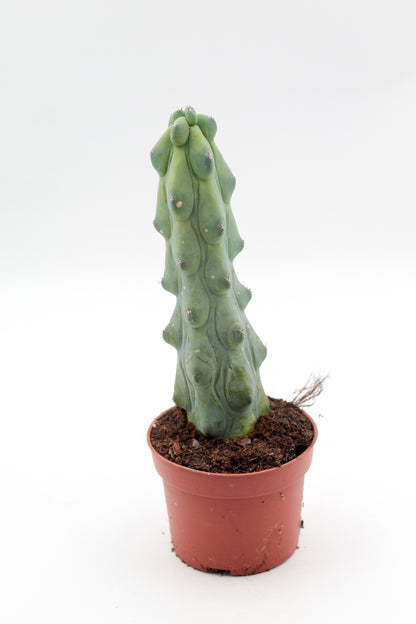 Myrtillocactus geometrizans fukurokuryuzinboku "boobie cactus"