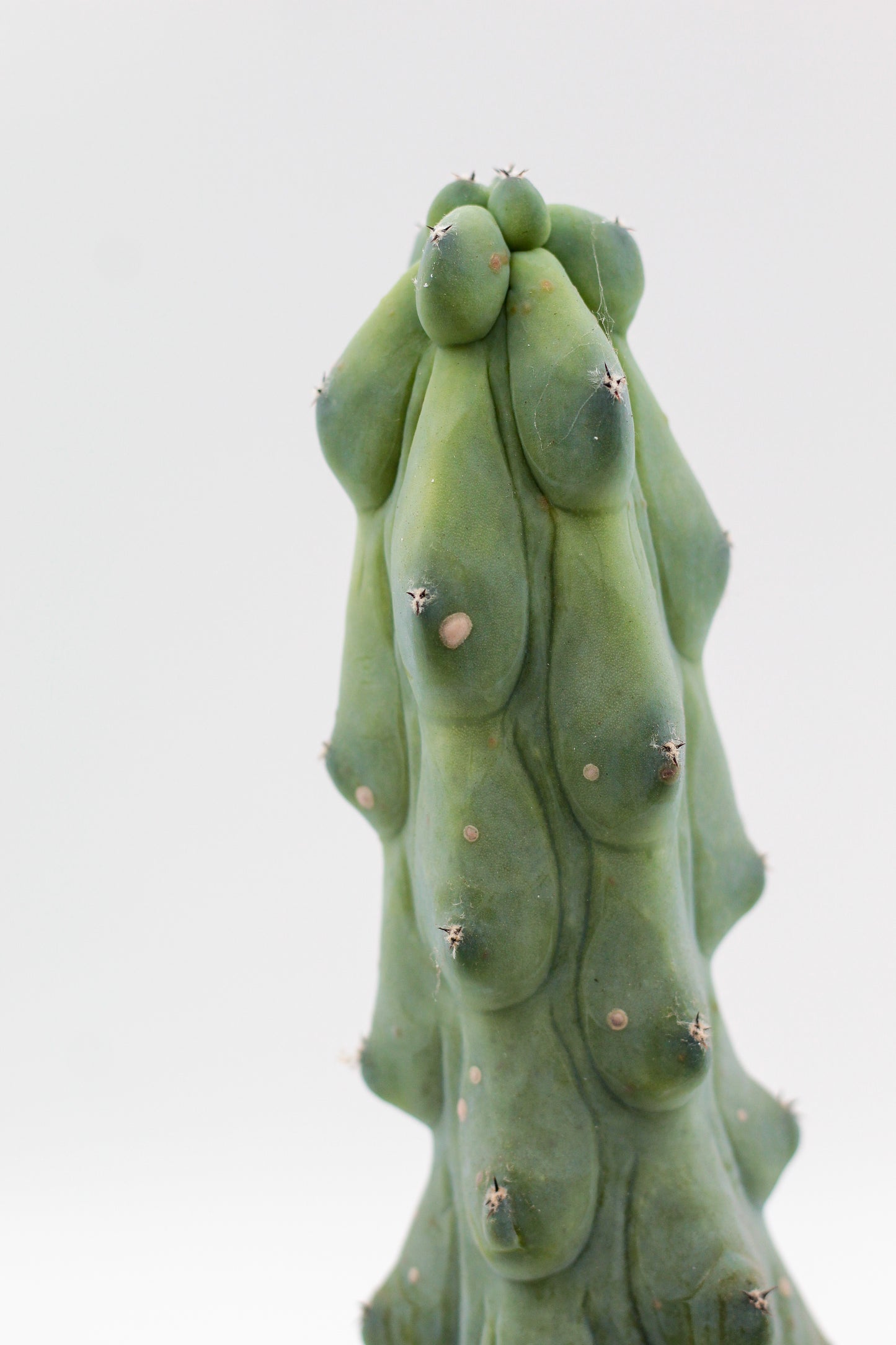 Myrtillocactus geometrizans fukurokuryuzinboku "boobie cactus"
