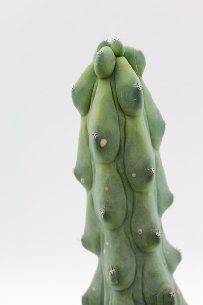 Myrtillocactus geometrizans fukurokuryuzinboku "boobie cactus"