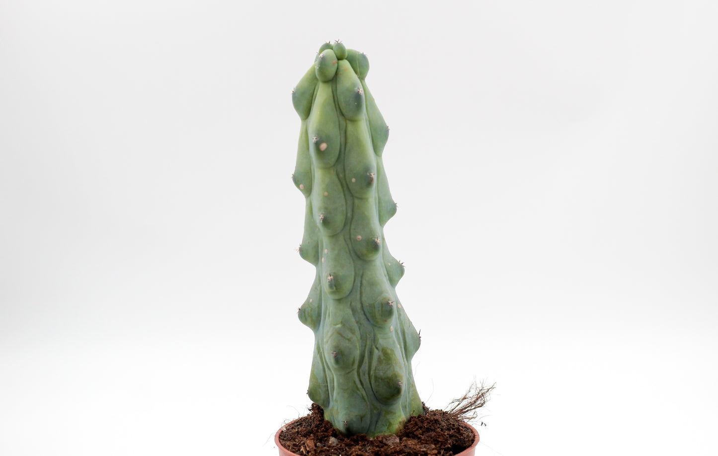 Myrtillocactus geometrizans fukurokuryuzinboku "boobie cactus"