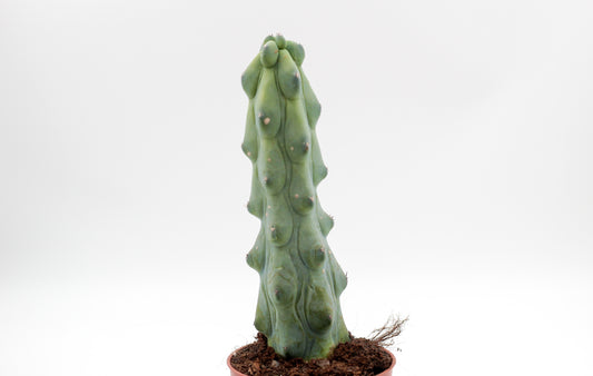 Myrtillocactus geometrizans fukurokuryuzinboku "boobie cactus"