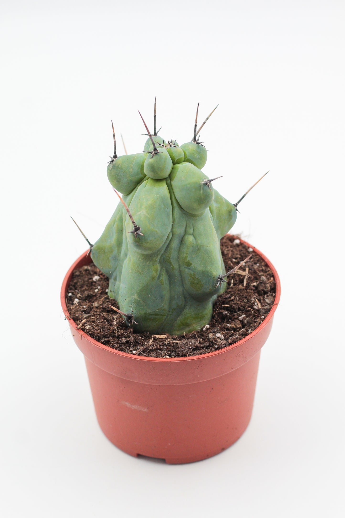Myrtillocactus geometrizans fukurokuryuzinboku "boobie cactus"