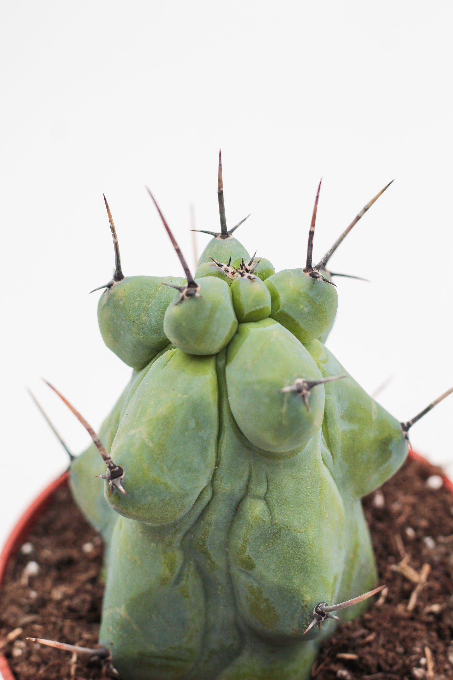 Myrtillocactus geometrizans fukurokuryuzinboku "boobie cactus"