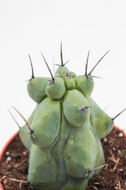 Myrtillocactus geometrizans fukurokuryuzinboku "boobie cactus"