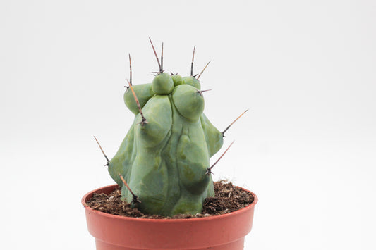 Myrtillocactus geometrizans fukurokuryuzinboku "boobie cactus"