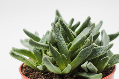 Nananthus vittatus