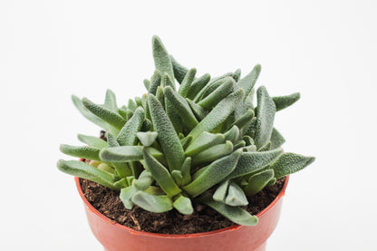 Nananthus vittatus