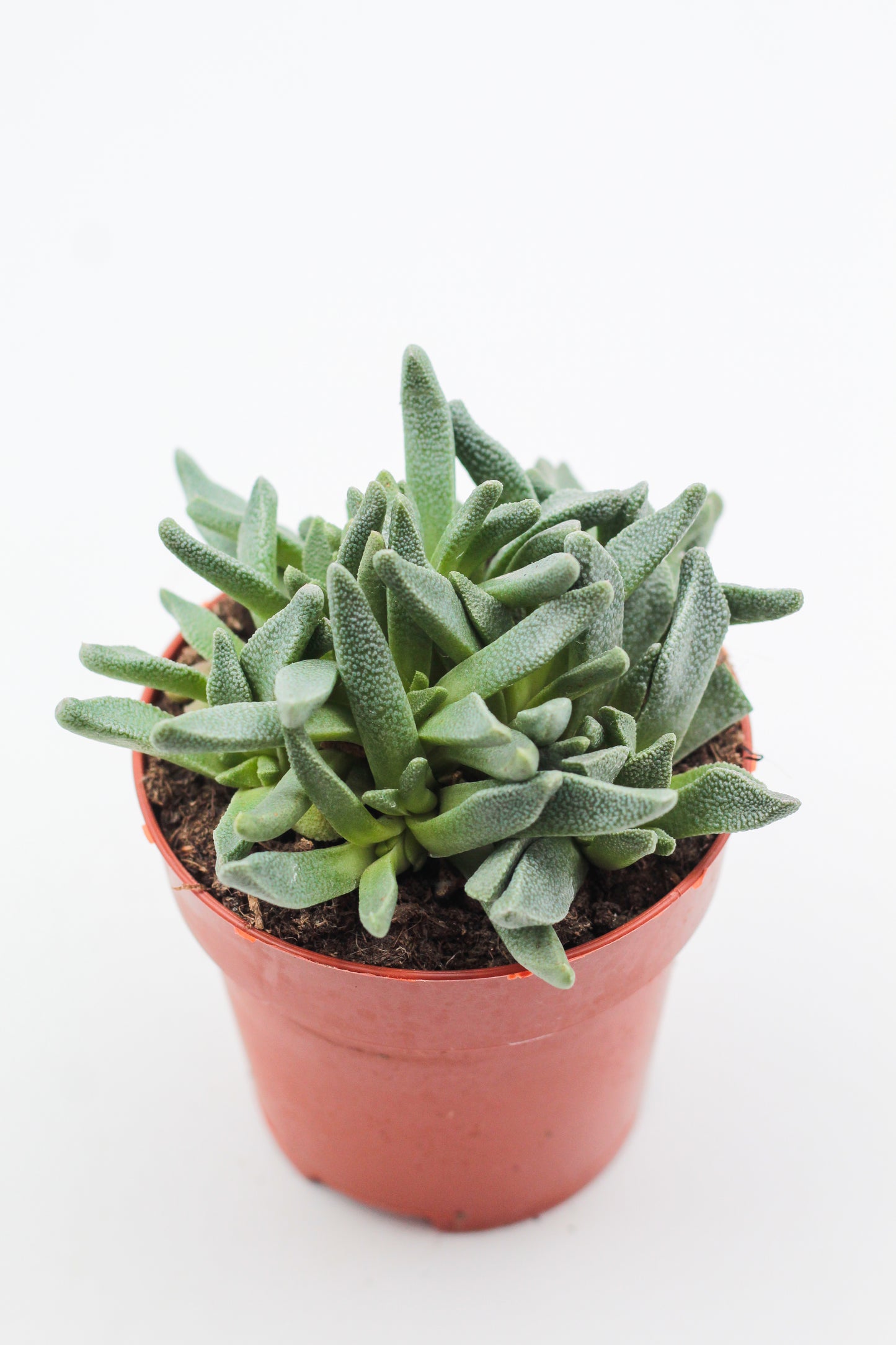 Nananthus vittatus