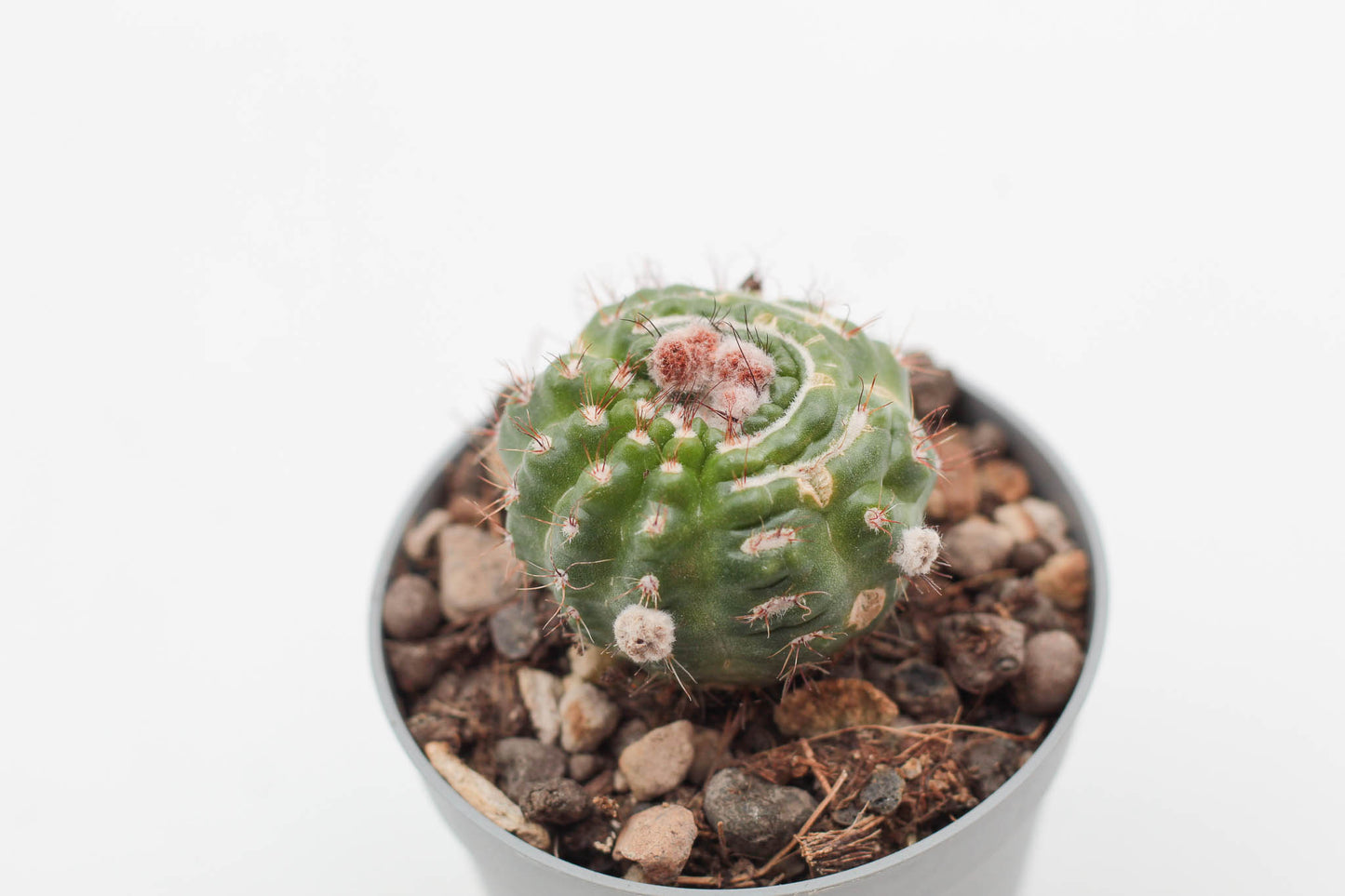 Notocactus uebelmannianus monstruosa