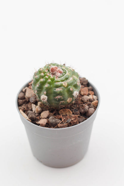 Notocactus uebelmannianus monstruosa