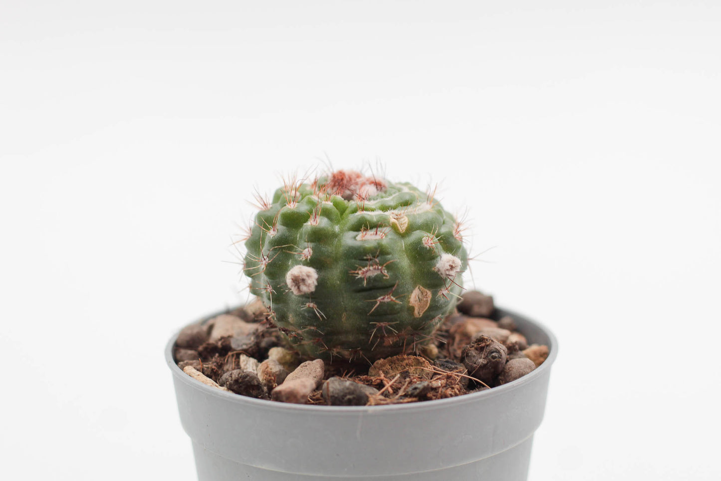 Notocactus uebelmannianus monstruosa