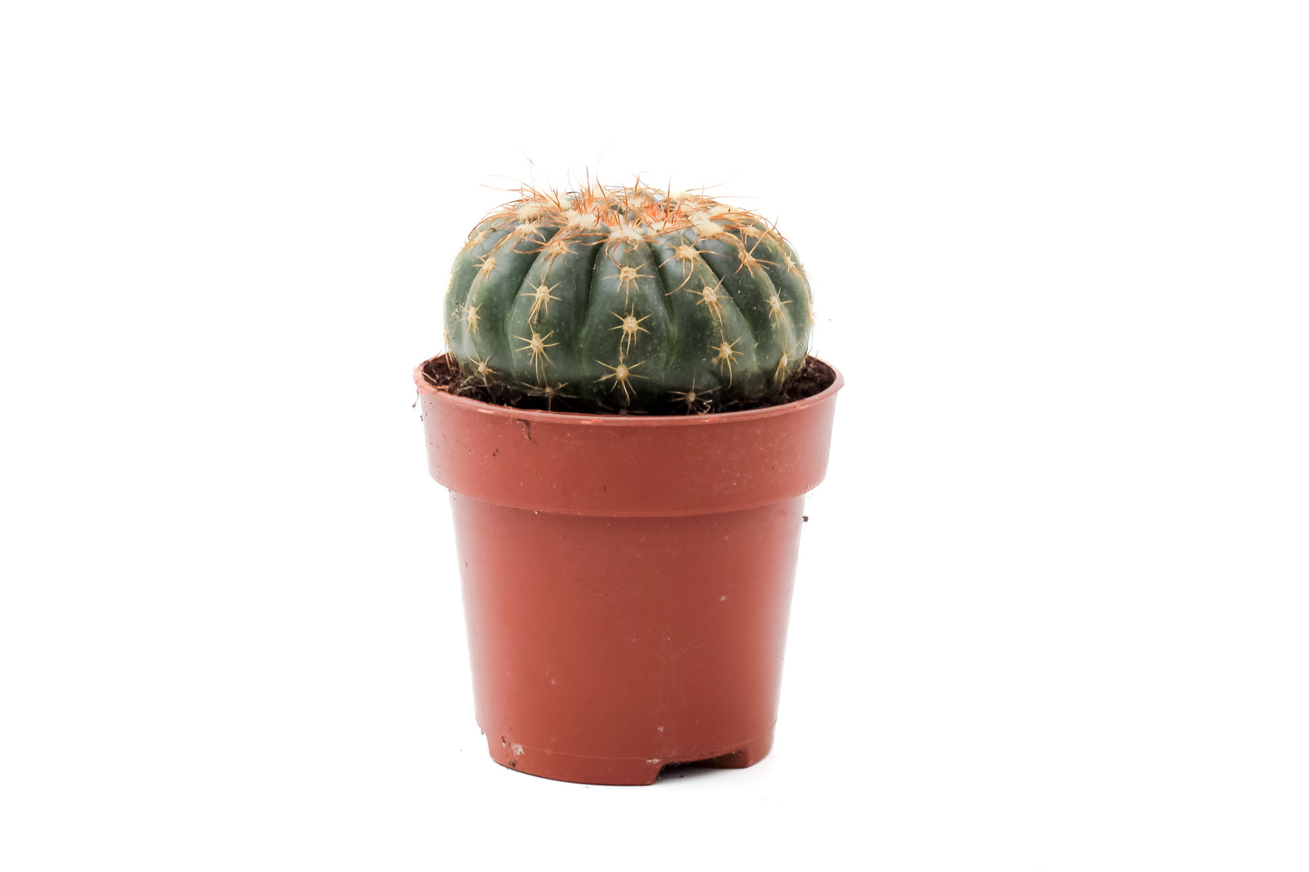 Notocactus uebelmannianus