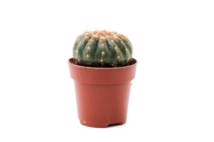 Notocactus uebelmannianus