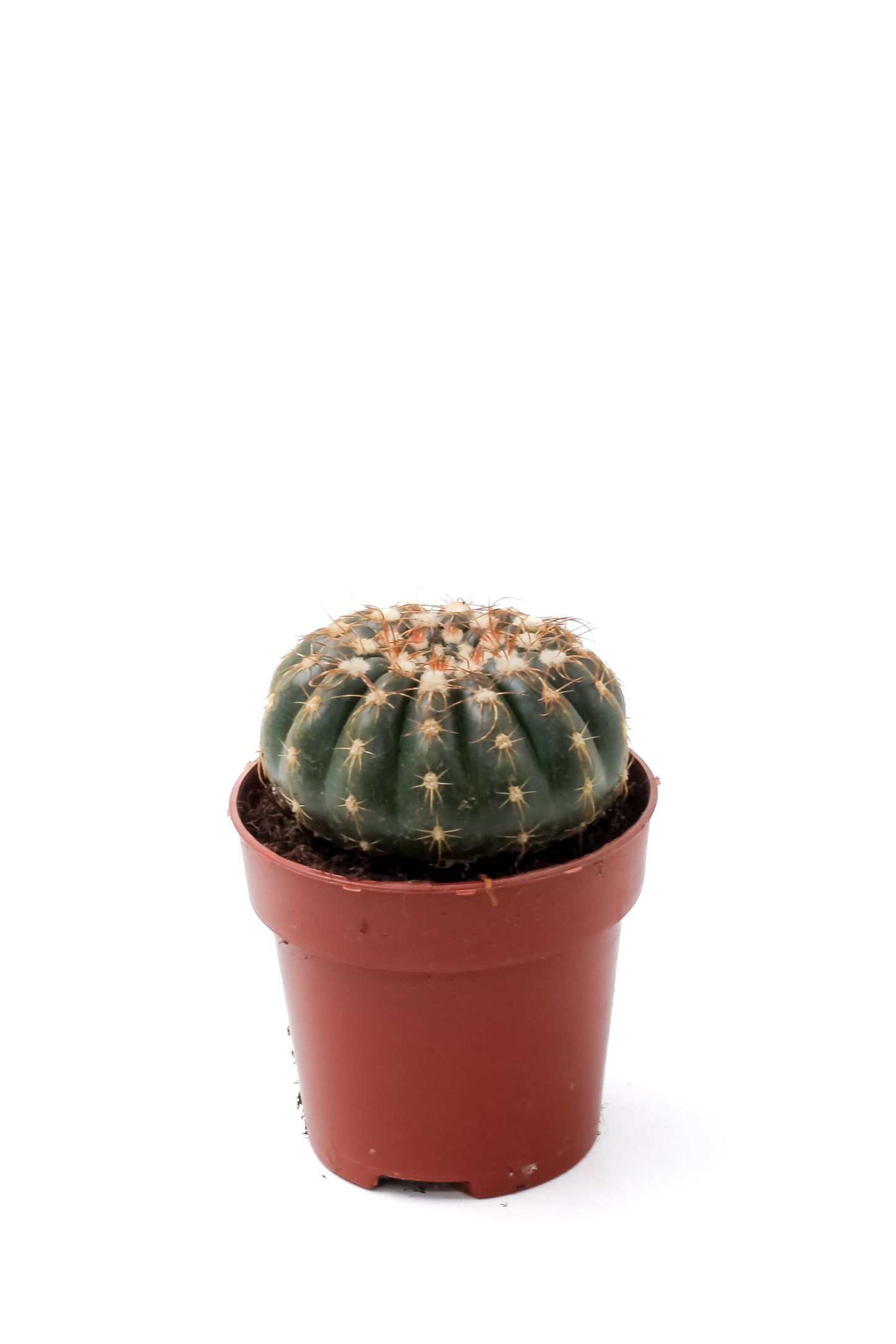 Notocactus uebelmannianus