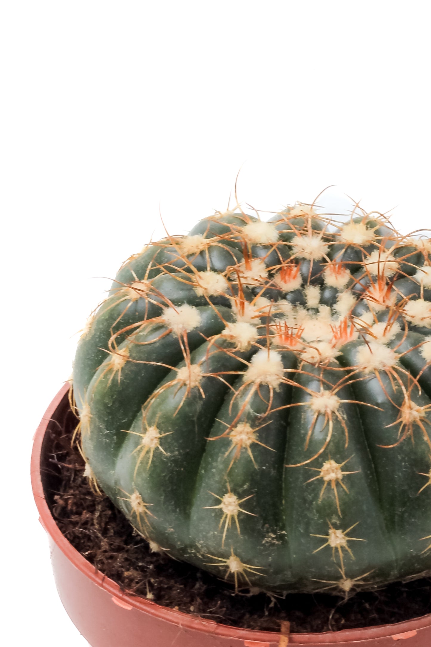 Notocactus uebelmannianus
