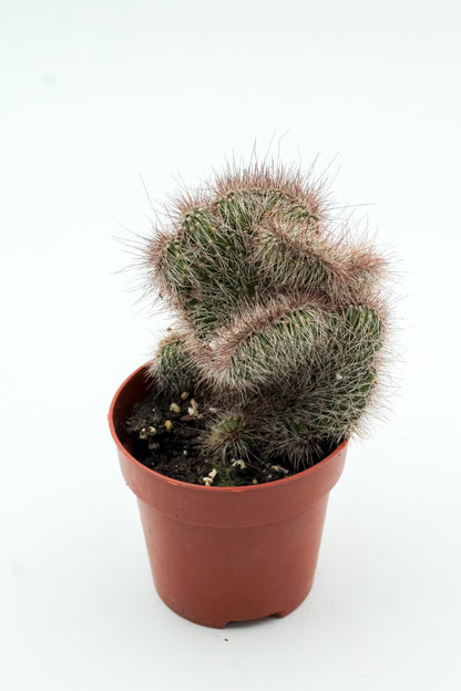 Nyctocereus serpentinus cristaat