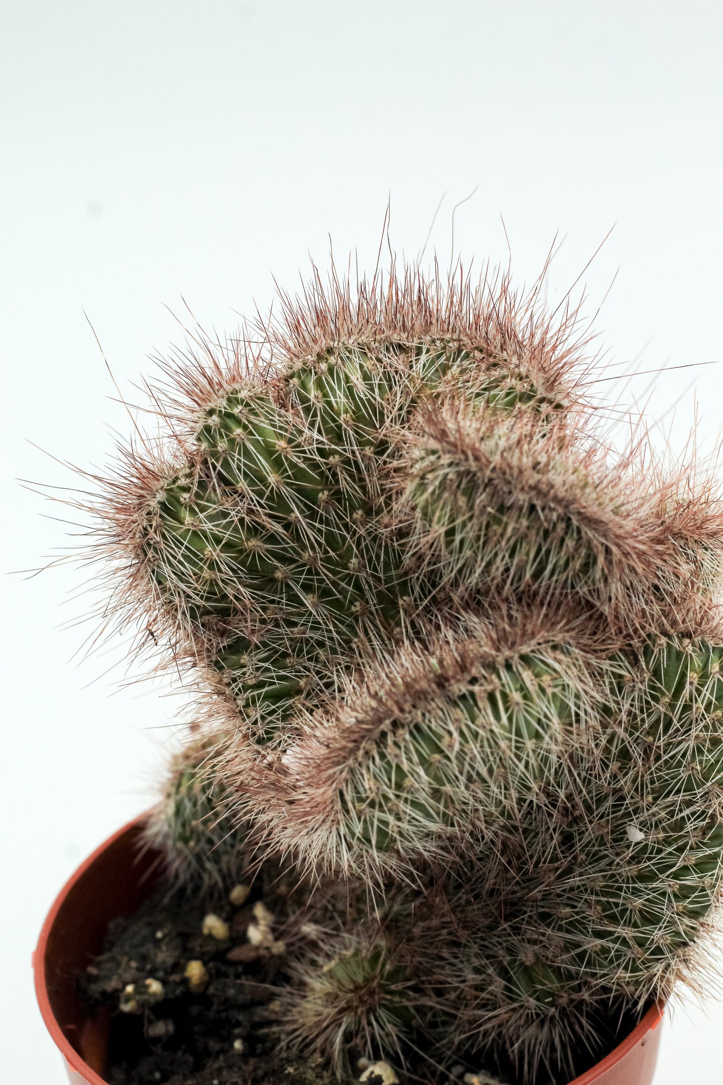 Nyctocereus serpentinus cristaat