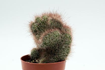 Nyctocereus serpentinus cristaat