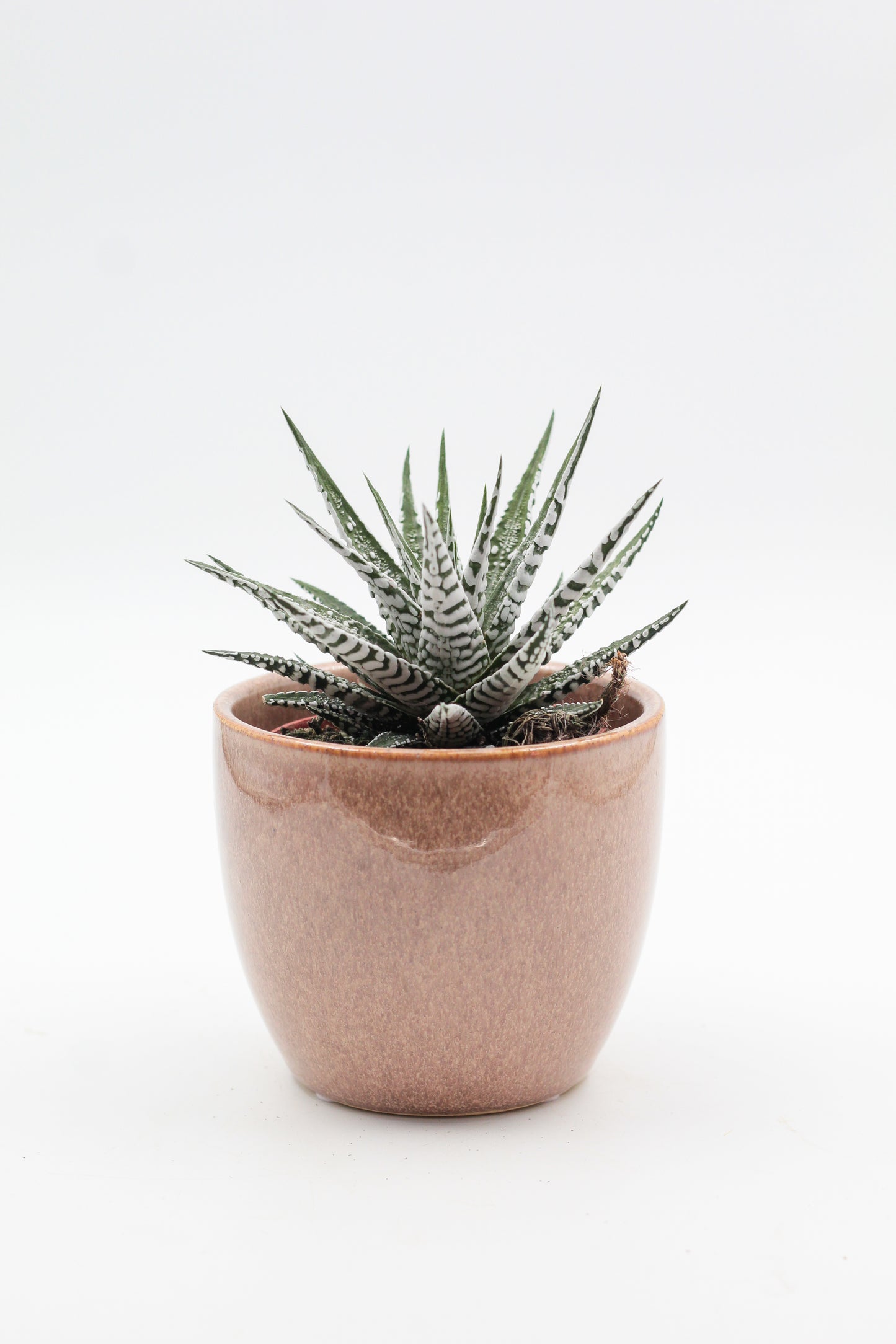 Ø12 Brown Bert