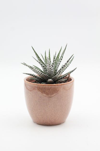 Ø12 Brown Bert