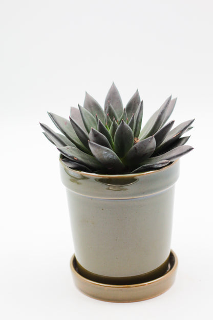 Ø10 Mossy Marcel