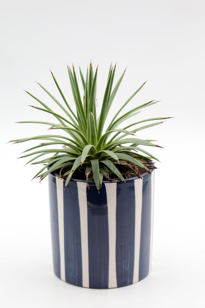 Ø10,5 Blue CandyStripes