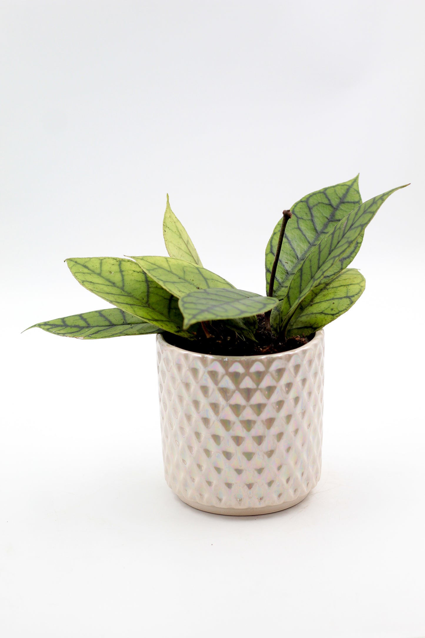 Ø10,5 Diamond pearl