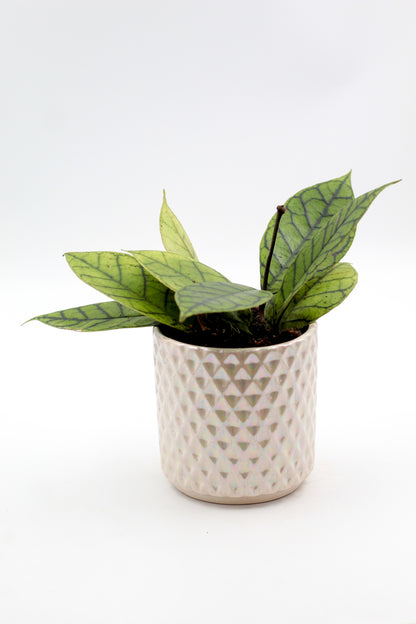 Ø10,5 Diamond pearl