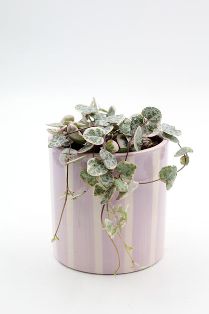 Ø10,5 Pink CandyStripes