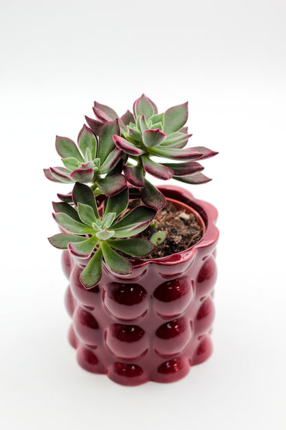 Ø11 Cotton pot rood