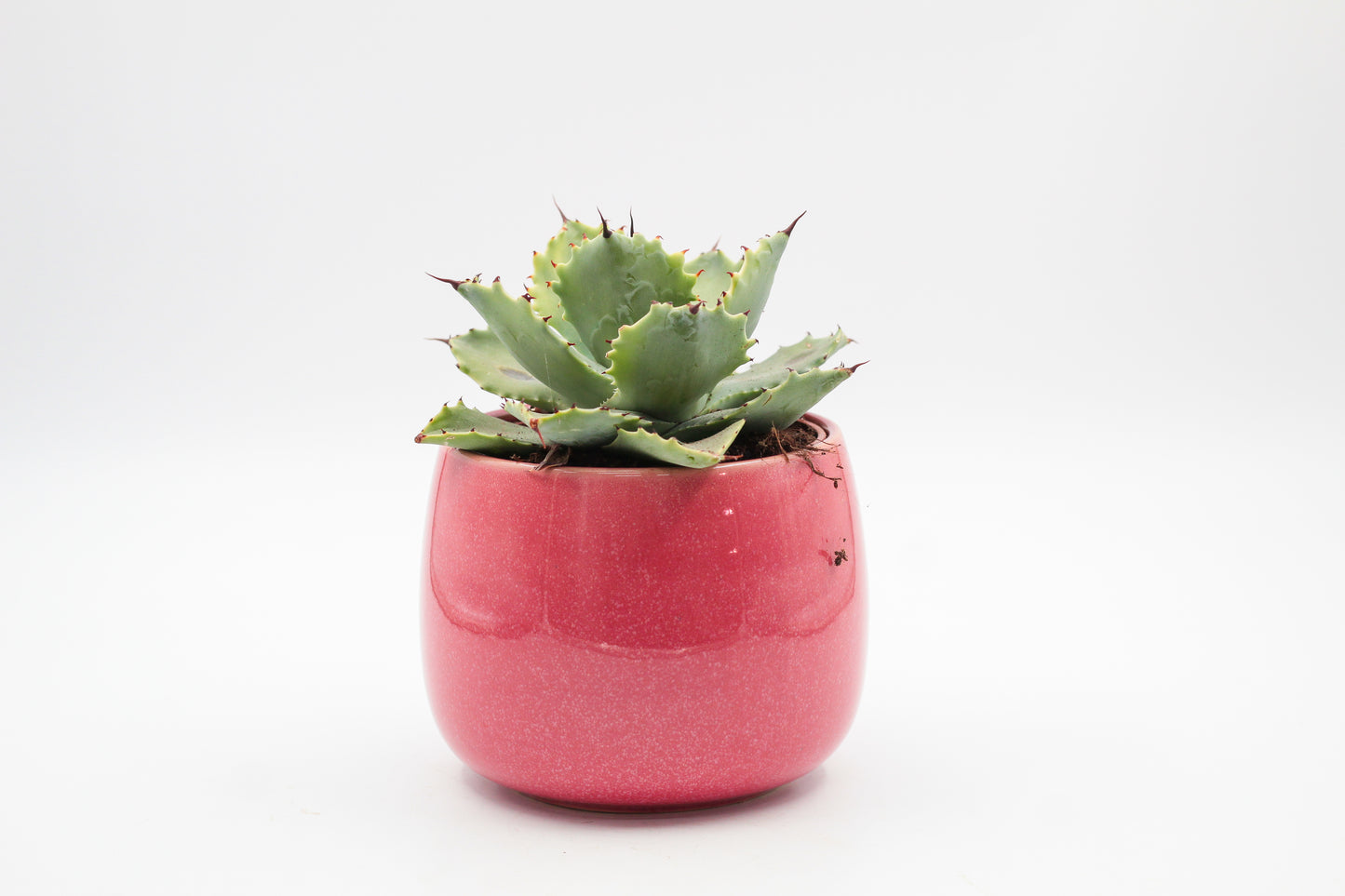 Ø11 Funky Fuchsia