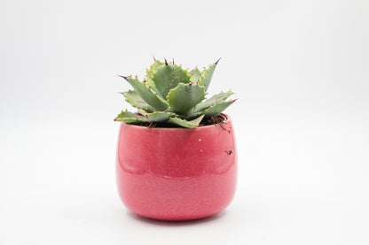 Ø11 Funky Fuchsia